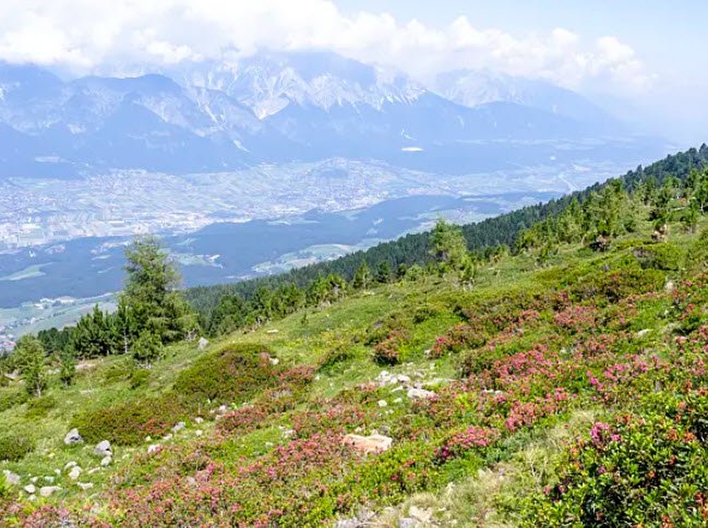 Alpine Garden Patscherkofel, Austria, Austria